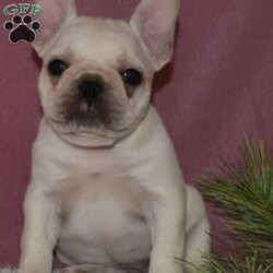 Sassy/French Bulldog									Puppy/Female	/6 Weeks,To contact the breeder about this puppy, click on the “View Breeder Info” tab above.