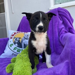 Adopt a dog:Christian/Chihuahua/Male/Baby,To adopt Christian please fill out an application at frankielolaandfriends.com

To see more of Christian please visit @lisachiarelli on IG 

The puppies are sweet as can be. This baby was found in a box full of puppies in Tijuana. We rescued them, got them appropriate medical attention, and now they are happy and healthy and ready to make a wonderful addition to a home

And they’re a little bit of sweet and sassy and playful. Love to snuggle up, great with other dogs and love to play with toys. 

We don’t have a crystal ball, but I would say these babies will be between 10 and 20 pounds one fully grown. They’ll do best in a home where there’s a commitment to training a puppy and where there’s another small to medium balanced dog. 
No long work hours please - thanks ?