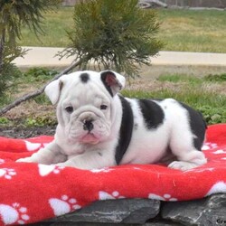 Raven/English Bulldog									Puppy/Female	/7 Weeks,Raven is an adorable English Bulldog puppy with the cutest wrinkles. This friendly gal is vet checked and up to date on shots and wormer. She can be registered with the AKC, plus comes with a health guarantee that is provided by the breeder. Raven is well socialized and family raised around children. To learn more about this playful pup, please contact the breeder today!
