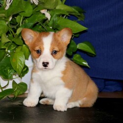 Bethany/Pembroke Welsh Corgi									Puppy/Female	/6 Weeks,Meet Bethany, a happy Welsh Corgi puppy who is being family raised with children and has been socialized. This fun pooch is vet checked, is up to date on vaccinations & dewormer plus she comes with a 1-year genetic health guarantee provided by the breeder. And, both of her parents are the breeders family pets. To learn more about this very sweet gal, call the breeder today!