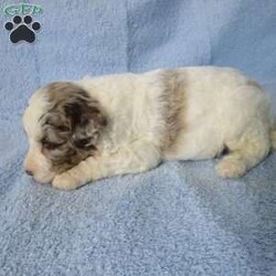 Alex/Miniature Poodle									Puppy/Male	/5 Weeks,Hi I am a miniature poodle.I am raised with love and well socialized from adults and children. I am looking for my forever home where I will be loved an well cared for.