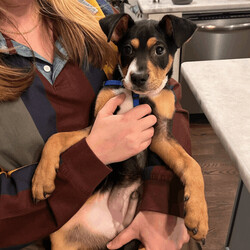 Adopt a dog:Jett/Mixed Breed/Male/Baby,Jett is looking for his forever family! This happy, spunky little guy is a 3.5-month-old, mixed breed pup. He’s loved joining along for trips to the dog friendly brewery, exploring outside and is always up for playtime. When he’s had his fun, Jett loves to crash for a nap—frequently one that involves sleeping with his tongue out! He’s quick to become your new best friend and has enjoyed having another pup around to keep him company. His foster says he is the sweetest, most affectionate puppy they’ve ever met and that he quickly wins over the hearts of everyone he meets. Jett is potty trained and has been making good progress with settling in the crate. Based on his current age and size, we anticipate that he’ll be medium-sized when fully grown.

Jett came to us when he was just four weeks old, along with his siblings. A few days into foster care he was showing symptoms that led us to get further testing done. Our vet partners discovered that he has megaesophagus—a disorder where food accumulates in the dog’s esophagus often causing issues with digestion. We caught it early and got him medication to help him adjust to life with this condition. Due to the diagnosis, he needs to eat smaller, more frequent meals throughout the day and he has to sit up during and after eating. Despite this, Jett is a typical happy, playful and loving puppy who is just like any other young pup. This will be something he has lifelong, but it’s manageable. If you follow the #megaesophagusdog hashtag you’ll see plenty of owners who have pups with this condition and how they make it work.