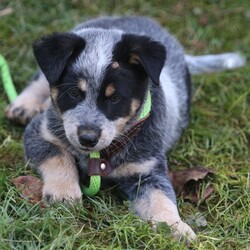 Adopt a dog:Simon/Australian Cattle Dog / Blue Heeler/Male/Baby,***PLEASE READ THE ENTIRE DESCRIPTION BEFORE EMAILING***

***For a guaranteed response in less than 24 hours, EMAIL info@sweetliferescue.org***

 Hello there, Simon!  This adorable 11 week old, appx 16 lb heeler mix, is smart, sweet, energetic and curious. He will make a wonderful canine companion!

Here is what he needs in an adopter/adoptive home:

1. His ideal adopter is dog experienced. If you've never owned a dog before, you must be willing to research and learn the basics of canine care and training. You must have experience and/or knowledge of the herding breeds which are unique and have their own quirks and needs. IYKYK!
 
2. His adopter has a stay at home/work from home/take to work schedule in order to continue his training and all-important socialization. 

3. His dream come true is other dogs in the home as he LOVES other dogs. If he is the only dog (and gets allllll the attention) he would need access to other dogs in his neighborhood, at friends' houses, at doggie play group/daycare, etc (after 16 weeks of age).

4. Because of his age and typical herding breed puppy behaviors, we are not able to consider families with children under ten years of age. 

Simon loves to play inside as well as outside with his siblings and with toys. He loves the tunnels and climbing toys in his foster's yard! Regarding exercise, he is currently walking with his foster every day and continued daily exercise is a MUST!

Simon has been dewormed, seen by our rescue Vet, received his first DHPP vaccine, and has been given his first dose of prescription heartworm and flea/tick preventative. He will need additional vaccines as well as additional prescription preventatives over the next few weeks/months. His neuter is the responsibility of his adopter and by Virginia law must be performed by six months of age.

Please note that Simon's adoption fee is $375.

Simon will have another Vet appointment on March 27 when he will receive his second DHPP vaccine. We hope to have his forever family waiting to take him home as soon after that as possible! A foster to adopt situation can be discussed if you live within a reasonable distance of  Western Loudoun County. Please let us know if you are interested in this option when you email info@sweetliferescue.org for more information and a screening application. 

***Regarding Simon's breed mix*** 

We have a photo of Simon's Mom (available on request) and she is definitely a Cattle Dog mix; Dad however, is unknown. The Border Collie as a secondary breed is an educated guess.  His *precise* breed mix is unknown. We have listed his projected adult size as 
