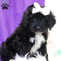 Annie/Portuguese Water Dog									Puppy/Female	/8 Weeks,Meet Miss Annie, the most adorable little Portuguese Water Dog you will ever meet! This stunning little baby has the most luscious hair coat and the most darling little features. These sweet Porties are ready to take on the world with their forever families by their side. Their knack for bringing smiles to the faces of everyone they meet has ensured that the pups have received endless love and attention since birth. This has allowed them to become highly socialized and very adaptable. When they join you and your family, they will have no trouble adjusting to you and your lifestyle. Portuguese Water Dogs sport an eager to please attitude and have an athletic build to keep up with whatever adventures you have in store. They are energetic and optimistic, making them perfect for a multitude of jobs or the ever-important task of accompanying their human on a walk:) Dad is a very handsome boy named Snoopy, who is super intelligent and friendly. He is so graceful and a has an excellent conformation, weighing 55-60lbs. The Mama is a sweet, loving girl named Debbie, who loves to play and has a very laid-back personality, weighing around 40 lbs. Each of the babies arrive at their forever homes completely vet checked, micro- chipped, up to date on all the necessary vaccines and dewormer, and our one-year health guarantee is included. We require a deposit to reserve this sweet baby.  Please call or text Ivan for more information or to schedule a visit! 