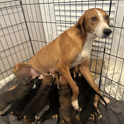 Adopt a dog:me/Hound/Male/Baby,*Name: Cortlandt

*Age: DOB 2/18/23

*Current Weight: will be medium sized full grown

*Rescued from: North Carolina

*Adoption fee: $550 (plus $150 spay/neuter deposit, see below for more information)

*Health: Up to date on vaccines, & microchipped

*Adoption requirements: Adopter must be 25 or older, 

Meet the Orchard Litter, a group of adorable puppies named in honor of Wayne Orchard, the late owner of Outhouse Orchards. Mr. Orchard was a true friend of dogs and a huge supporter of animal rescue. He welcomed SNARR Northeast to his orchard to help dogs in need find their forever homes.

Thanks to Mr. Orchard's kindness and generosity, many pups found loving homes, and now these eight puppies are looking for their forever families too. Meet Macoun, Cortlandt, Cameo, Gala, Fuji, Honeycrisp, Crimson, and Pippin. Pippin was Mr. Orchard's favorite apple, and we named one of the puppies after him to honor his memory.

These puppies are as sweet as they are cute, and they're ready to bring joy and love to their new homes. From playful romps to snuggles on the couch, these pups are sure to bring a smile to your face. Plus, adopting one of these pups is a great way to honor Mr. Orchard's legacy of kindness and compassion.

 

IMPORTANT: This dog has not yet been altered. SNARR requires a $150 deposit in addition to your adoption fee, as well as a strictly enforced Spay/Neuter Contract stating you will have this dog altered within 6 months of adoption. The $150 deposit will be returned once the contract has been fulfilled.

To apply to adopt, fill out an application at https://snarrnortheast.org/adopt/

FAQs -- PLEASE READ ALL BEFORE EMAILING

All adoption fees are non-refundable

Please note that SNARR NE is a volunteer-based organization. While our volunteers will try to respond to you as quickly as possible, it is helpful if you review the below information about our adoption process before emailing:

LISTED BREED(S) & AGE: We are taking our best guess on age, breed, and size when fully grown, based on the puppy's/dog's physical appearance and what we might have learned about one or both parents depending on the situation. *NOTE* We rarely know a dog's exact age, nor are we able to tell the true or full breed mix of dogs as our information is limited most of the time. Because we often do not have access to medical records at the time that we are listing for dogs for adoption, there are sometimes discrepancies between what is posted on their profile and what might be listed on a dog's medical records.

SNARR'S ADOPTION PROCESS: The first step in adopting or meeting a SNARR dog/puppy is to fill out an application at https://snarrnortheast.org/adopt/. Once we receive your application, one of our adoption application processors will contact you, review our adoption process with you, and answer any additional questions you may have. **We do not go on a first-come-first-serve basis for adoptions, but on best fit for a family and most importantly the puppy or dog. **

MEETING ADOPTABLE DOGS: Meet and greets will not be scheduled until after your adoption application has been fully processed and approved by one of our adoption processors.

APPLYING ONLINE: If you fill out an online application, please do so from a computer (not a mobile device), make sure you answer ALL the questions in as much detail as possible, and that you receive a confirmation email. If you do not receive a confirmation email, that means we did NOT receive your application.