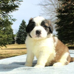 Aurora/Saint Bernard									Puppy/Female	/9 Weeks, Meet Aurora, a sweet gentle Saint Bernard puppy looking for her forever family! This lovely gal is up to date on her immunizations, comes with a 30 day health guarantee, has her health certificate from our local veterinarian, and her AKC papers to prove she’s a purebred Saint Bernard puppy! Aurora is a friendly little gal who loves cuddling, playing outside, and then taking a long nap! She would make a great addition to any family with her sweet temperament and soft furry cuddles! If you would like to know more about Aurora, contact Maureen today!