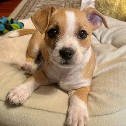 Adopt a dog:Tater Tot/Jack Russell Terrier/Female/Baby,***DFW area only-No Exceptions***

Tater Tot is a 2-3 month old, spayed, female puppy who just arrived at LHS. Tater Tot was brought to a local shelter as a stray. She has short, low rider legs, a tater tot shaped body and a scruffy little face. She's a little shy at first but quickly decides to be your best friend. She's very much a lap dog- loves to be held and snuggle on a lap. She loves to be petted, especially belly rubs, and is very affectionate. She's funny and rambunctious when she wants to play. She is not afraid to tell her larger foster siblings to back off if she's not ready to romp. She's very new to her foster home so she's just starting potty training.
Puppies at this age will require patience and training to become the best pup they can be.

Current weight 6 lbs

Projected weight 25-30

Crate training starting 3/11/23

We are requesting a donation of $325 for the adoption which includes her spay, three rounds of puppy vaccines, a rabies vaccine, microchip with registration, dewormer and a single dose of heartworm preventative. If you're interested in meeting or adopting her, please complete an application on our website and someone will reach out to you within 48 hours. https://legacyhumanesociety.org/adoptfoster/adoption-application/

Adopter will take puppy to an LHS approved vet to be spayed in January of 2022 per the spay/neuter agreement and in accordance to Chapter 828, Texas Health and Safety Code.

*Due to the high volume of applications and inquires for puppies as well as vetting needs, we will not be able to respond to or consider interest from those outside of the Dallas/Fort Worth Area.
We do not have a facility to house the dogs in our program. They are all kept in foster homes until they are adopted. Therefore, if you are interested in adopting from LHS, please complete an online application at http://legacyhumanesociety.org/adoptfoster/adoption-application/ and we will contact you asap about the status of your application.
