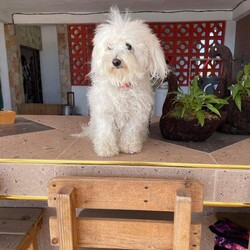 Adopt a dog:Chika/Maltipoo/Female/Young,* *—OUT OF TOWN PET —**
FOSTERED IN HOUSTON TEXAS AND READY TO TRAVEL TO THE EAST COAST ON OUR CROSS COUNTRY TRIP 
JAN-FEB/2023
¡IF ADOPTED ! —**

CHIKA
FEMALE
 MIX OF MALTIPOO
AGE APROX 1.5 years
WEIGHT APROX 12 lbs. 


CHIKA was rescued in Matamoros Mexico. 
She was wandering on the streets with her baby Yola.  

They were reported in a very bad condition of scabies, dehydrated and malnourished.  They looked like dirty mops !!!

She is playful, loves to be caressed, very loving, enjoys playing with toys, joyful, is intelligent, sweet, mellow, curious, loves hugs and kisses !!




Spay/Neuter 
2 shots of DHPPI Vaccine
Rabies Vaccine 
Bordetella Vaccine 
Dewormed 
Heartworm test Negative Certificate 
Monthly Preventive Protection Nexgard Spectra (fleas, ticks and heartworm)
Health Certificate 
Vaccines booklet 



—**ADOPTION PREFERENCES **—


* FAMILIES WITH OPEN CONSCIENCE ABOUT WHAT IS THE RESCUE OF STREET ANIMALS AND THEIR BEHAVIORS OF NEED FOR PROTECTION AND EDUCATION

* * *WITH EXPERIENCE IN DOG BEHAVIOR AND TRAINIG BACKGROUND. 

*HIGH TOLERANCE AND PATIENCE FOR RESCUED PUPPIES. 



+*“ NOT HOUSE TRAINED “**. 

**Our big job with rescued pets is to rehab their health, taking them to the vet as many times is require for their vaccines, spay/neuter, surgery, diseases, rehab emotions, attend their necessities such as feeding them, cleaning their common areas, keeping them entertained, safe, healthy and protecting them from any dangerous situation. We have so many pets in foster that it is an impossible job to house-train each one !!!**



——— A D O P T I O N   P R O T O C O L

  1.) Complete our online application Please be as thorough as possible. Our goal is to pair you up with the perfect dog for your lifestyle and family dynamic. The more pertinent information you give us the better we can do this.
 

https://form.jotform.com/210878227621861

 
2.) Phone / Email interview
After we have either approved your application, or if we have more questions to ensure a perfect match, we will schedule a brief phone / email interview when everyone in the potential adoptive household is able to attend. This will be conducted by a ADAC team member and can include the foster of the dog as well.

3.) Home check
A member of the ADAC team will visit you in your home or virtually to ensure it is the best fit for the dog you are interested in adopting.

4.) Meet n greet
A member of the ADAC team will organize with you and with your prospective pup and the foster home, a virtual meet n greet This video call is for you to meet the pet and for us to make a visual check of your home and meet all your members of your family. Sometimes we also send a volunteer to do a home check in person.

5.) Trial adoption period
If, after the meet n greet, the potential adopter and the ADAC team member agree this is a good fit, we will send you an adoption contract. Each dog will have different needs and different trial timelines. During this phase communication with the ADAC team is imperative. You will be given thorough instructions on how to decompress and integrate this particular dog to your home. If you follow all instructions and communicate any issues to the ADAC team and it does not work out your adoption fee will be refunded, minus any non refundable transport fees (if applicable) and the dog will be returned to a foster home.


THE ADOPTION FEE WILL BE FINALIZED PRIOR TO TRANSPORT WHICH INCLUDES:

*SPAY/NEUTERED 
*COMPLETE VACCINATION 
DHPPI, RABIES, BORDETELLA 
*DEWORMING
*ONE MONTH PREVENTIVE ANTI TICK, FLEAS, HEARTWORM TREATMENT (NEXGARD)
*HEALTH CERTIFICATE 


-TRANSPORT FEE  $400.00 the service will be given by a transport company) WILL BE PAID BY ADOPTER PRIOR TO DEPARTURE OF THE PET.
 SALTILLO-EAST COAST DELIVERING ON THE HOME ADDRESS OF ADOPTER. 

PLEASE UNDERSTAND THAT OUR RESCUED PETS ARE THE MOST IMPORTANT TO US.  THEY ARE ANIMALS THAT ARE SINTIENT BEINGS WHO HAVE BEEN RESCUED FROM SITUATIONS OF SEVERE ABUSE, AND ABANDONMENT.  WE INVEST TIME, MONEY, A LOT OF EFFORT AND EMOTIONAL STRESS FOR THEIR PHYSICAL AND EMOTIONAL REHABILITATION, WHICH WE DO NOT MAKE ANY MONETARY CHARGE FOR THAT SOCIAL WORK. 
BECAUSE OF THAT WE TRIED TO DO AN EXHAUSTIVE INVESTIGATION OF THE POSSIBLE NEW FAMILIES OF OUR BELOVED RESCUES.


¡ Doing the Right Things to Find the Right Family !

Every animal we rescue deserves a loving, safe, forever home. It’s a responsibility we take very seriously at ADAC. We are grateful to receive messages from individuals interested in adopting one of our cats or dogs, but we must take certain steps to ensure their safety, as best we can.

Every potential adopter must fill out an application and answer questions that help determine their suitability. Many of our enquiries come from outside of Mexico and we are unable to conduct a home visit. Therefore, we ask for photos of the residence as part of our due diligence. For example, if the dog in question is an escape artist, we would need to know if the yard is fenced, if you have enough space for a pet, if the conditions of the home is suitable for a pet,  and a photo/video would assure us of this.

We would like to continue with the adoption protocol, for this we need to receive photos or video of your home to confirm that it is a safe and suitable place for the pet.

This information we obtain from potential adopters is shared only with members of the adoption team involved in the application. Our database is only accessible by select ADAC members, and we never share any personal information with any other organization or business.

If you are not willing to share the information we need to finalize an adoption, we invite you to explore other organizations. These animals are our family and we need to know they will be cared for as such.

We are proud to have connected many beautiful animals into loving homes. You can search in our pages on Facebook, Instagram and our Website for many examples. 


IMPORTANT NOTE: Many of our dogs will receive numerous applications, and we ask for your patience during the process of finding the very best match. 

Our dogs are fostered in Texas or Saltillo Mexico, but available for adoption in various cities/states. 

For more information about our association please access our website at:
https://www.adacmx.com/index.html


https://www.facebook.com/almaibeth.salinas
adacanimalista@gmail.com
www.adacmx.com
https://www.facebook.com/ADACSALTILLO/
ADAC-MEXICO
https://maps.app.goo.gl/cwdNtEAC1LRd8SJw8?g_st=ic
Twitter:  @AdacAnimalista1
Instagram:   ac_adac