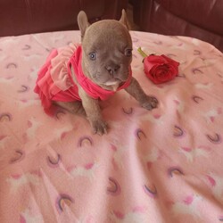 Miracle/French Bulldog									Puppy/Female	/9 Weeks,Needs a furever home.  Lilac female. Great temperament, can produce new shade.  AKC