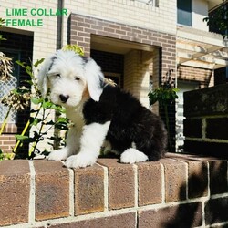 Old English Sheepdog/Old English Sheepdog//Younger Than Six Months,Ourstunning Old English Sheepdog Puppies are looking for new loving homesFather was imported from United Kingdom.Mother was imported from Taiwan.Mother has a fantastic nature, she loves cuddles and play around with kids.Orivet DNA Test clearBAER Canine Hearing Test Normal2 boys (Purple and Black) and 1 girl (Lime) availableEye colour (Left/Right)Lime: Brown/BrownPurple: Blue/BlueBlack: Blue/BrownThey had 1st vaccination, wormed, microchipped and BAER Canine Hearing TestedMircochip Number934000090352184, 934000090352164, 934000090352163They are ready for pick up.BIN: B001085083