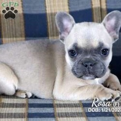Rosa/French Bulldog									Puppy/Female	/7 Weeks,Rosa is a female AKC French Bulldog puppy looking for her forever family. She is up to date with shots/wormings and comes with a 30 day health guarantee. She is playful and lovable and would be a great addition to your family.