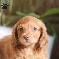 Bowie/Dachshund									Puppy/Male	/7 Weeks,Say Hi to Mister Bowie! He’s a super friendly and exquisite ACA registered Miniature Dachshund, it’s hard to not get attached to him. He has the ability to make anyone smile, just spend a little time with him and you’ll have a new best friend 
