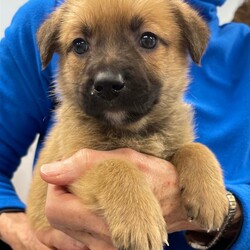 Adopt a dog:Marni/Shepherd/Male/Baby,Please contact Melissa A Aten (melissaa@luckydoganimalrescue.org) for more information about this pet.fluffy puppy alert! fluffy puppy alert! MARNI NEEDS A FOREVER HOME!!!!

Name: Marni Best Guess for Breed: Shepherd Mix

Best Guess for Age: 6 weeks as of 3/14 SEX: Male

Estimated Weight (puppies' weights change quickly!): 4 lbs as of 3/14

Gets Along With: Most puppies are in the prime of their socialization window and will do well with other dogs, cats and kids so long as they receive patience and proper training.

Currently Living at: Foster home

Special Adoption Considerations: Puppies under 6 months of age need to have multiple potty breaks/exercise throughout the day. Potential adopters with a standard 8-hour workday must be willing to make arrangements to meet the needs of their puppy.
Marni is Looking For: Hiya! I'm Marni! Me and my siblings (Maisie, Mochi, Moser, Mica, Martie, Mickey, Marlow, and Marbles) are 100 percent puppy perfection! I'm just a wee baby right now, so I'd like to request a warm and comfy home to keep me safe. Once I'm a little older, I would love to explore my new neighborhood on lots of walks and I'd love to make lots of doggie friends along the way! What do you say? Am I the cutie for you?
What My Foster Says About Me: Coming soon!
Puppy Vetting Requirements: Lucky Puppies have had their age appropriate vaccines, but may not yet be 