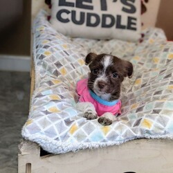 Adopt a dog:Macie/Papillon/Female/Baby,Hi! My name is Macie. I'm a big girl weighing in at a whopping 2.8lbs. It takes me a very short time to get to know new people and other dogs but I'm really working on not being so shy. This world can be such a scary place.
My foster mom has been teaching me this thing called potty. I try really hard to get it right but I do still make some mistakes.
I'm sure if someone keeps teaching me I will figure it out in no time. 
I went to see the doctor. These people at the rescue called the doctor a vet. They said it was for my own good so I can grow up healthy. The vet wasn't quite sure what my breed is. They think I'm a mini aussie but I look more like a Papillion and Chihuahua mix. I'm not sure what that means but everyone I meet says my breed is 