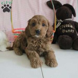 Karen/Cockapoo									Puppy/Female	/8 Weeks,Say hello to the cutest Cockapoo puppy you will ever meet! This precious puppy is up to date on shots and dewormer and vet checked! They are very playful, friendly, and happy puppies who love attention! If you are searching for a new best friend to brighten your home call about our Cockapoo puppies today! 