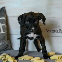 Adopt a dog:Fettucine/Terrier/Female/Baby,Meet Fettucine! This adorable 2 month old Terrier mix puppy is waiting for her forever home this March! Fettucine is currently 5.6 pounds, however we think she will be around 35-40 pounds fully grown. She came into the shelter with her siblings Ziti and Penne, or as us staff calls them the 