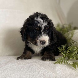 Buster/Mini Bernedoodle									Puppy/Male	/6 Weeks