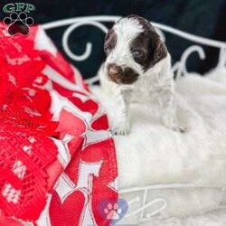 Coco/Portuguese Water Dog									Puppy/Female	/5 Weeks,These babies are tons of fun ! They come pre spoiled and pre loved. They are family raised with children and acclimated to sounds, touch, and textures.
