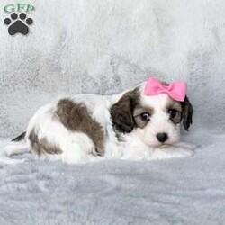 Ivy/Cavachon									Puppy/Female	/6 Weeks,Meet Ivy!! She is a sweet little girl with a calm and loving personality! She loves everyone she meets and is always wagging her little tail. She does outstanding with kids and loves them.  She is up to date on age appropriate vaccinations and will be ready to leave for her new home at 8 weeks old!!  She will also come with a 1 year health guarantee. For more info please call or text me anytime!! My name is Leanna.