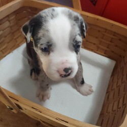 Puppy Bayou - M/Australian Cattle Dog / Blue Heeler/Male/Baby