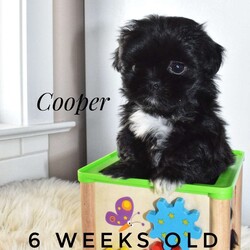Cooper/Shorkie									Puppy/Male	/8 Weeks