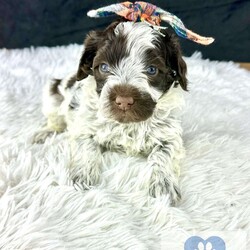 Coco/Portuguese Water Dog									Puppy/Female	/5 Weeks