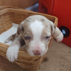 Puppy Roux - M/Australian Cattle Dog / Blue Heeler/Male/Baby