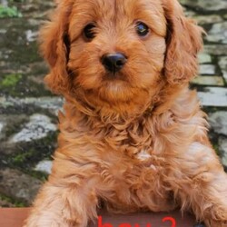 F1 Toy Ruby Cavoodle puppies （DNA Clear)/Cavalier King Charles Spaniel//Younger Than Six Months,We have 3*male and 5*femal cavoodle puppies in ruby colour.DOB: 31/01/2023 （2*male and 1*femal）DOB: 04/02/2023 （2*male and 3*femal）This is a first generation litter of beautiful and healthy cavoodles, The mother is a Cavalier King Charles and the father is a Toy poodle. Mum and Dad have been full DNA CLEAR certification ,So that pups cannot be affected by and genetic diseases.They will be ready for their forever homes on the 28/03/2023 and 01/04/2023. All puppies will come vaccinated, microchipped, vet checked and up to date with wormig. A $500 non refundable deposit will be required to secure your puppy until its 8 weeks old when it will be able to leave mum.male $1800 Femal $2000If you are interested in one of our babies,Please email me lil******@******com or call me on ******6899/******9085 for more information. REVEAL_DETAILS 