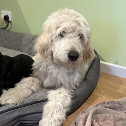 Adopt a dog:Groodles Standard (Golden Retriever X Standard Poodle)///Younger Than Six Months,Only2 x cream girls short haired1 x cream boy long haired1 x black girl long hairedYou will not get them at this price again.Price reduced for quick sale. All offers will be considered.F1 Groodles Ready NowNow ready to go. More photos also available on request.Male and Females available in both cream and black.Get in quick to secure your puppy.All puppies come vaccinated, vet checked, microchipped and wormed.Transport can be arranged at buyers expense.All enquires welcome.