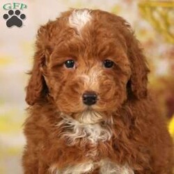 Raine/Mini Whoodle									Puppy/Female	/9 Weeks,Here comes a beautiful dark red Mini Whoodle puppy who is ready to steal your heart! This angelic pup is up to date on shots and dewormer and vet checked! The mother Autumn is a 23lb Mini Whoodle and the father Earl is a Mini Poodle who is 12lbs. If you are searching for a well socalized puppy to add to your home contact us today! 