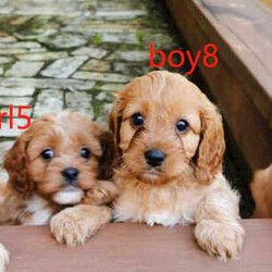 F1 Toy Ruby Cavoodle puppies （DNA Clear)/Cavalier King Charles Spaniel//Younger Than Six Months,We have 3*male and 5*femal cavoodle puppies in ruby colour.DOB: 31/01/2023 （2*male and 1*femal）DOB: 04/02/2023 （2*male and 3*femal）This is a first generation litter of beautiful and healthy cavoodles, The mother is a Cavalier King Charles and the father is a Toy poodle. Mum and Dad have been full DNA CLEAR certification ,So that pups cannot be affected by and genetic diseases.They will be ready for their forever homes on the 28/03/2023 and 01/04/2023. All puppies will come vaccinated, microchipped, vet checked and up to date with wormig. A $500 non refundable deposit will be required to secure your puppy until its 8 weeks old when it will be able to leave mum.male $1800 Femal $2000If you are interested in one of our babies,Please email me lil******@******com or call me on ******6899/******9085 for more information. REVEAL_DETAILS 