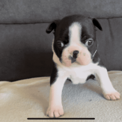 Pedigree Purebred (DogsNSW - ANKC) Boston Terrier Puppies/Boston Terrier//Younger Than Six Months,Boston Terrier Puppies Dogs Australia (DogsNSW) pedigree:Rubystud 2100067282Heath tested parents.2 x Females2 x MaleRubystud, is a breeder with a small in-house environment. Parents are shown in confirmation in NSW and QLD. Brought up with the family. Located Tamworth NSW.Ready to go April 2023Pup comes with:Health guaranteeMicrochip6 weeks free pet insuranceVet checked and approved prior to leavingHealth certificateDeworming x3Age appropriate vaccinationsDogs Australia (DogsNSW) Registration- limited pet homeLarge puppy pack (free bag of dog food and bowls and toys, worming tablets, treats etc) and information folderCrate/Pen trainedSocialized with kidsSocialized with dogsEarly toilet training with grass patch.Registered member with DogsNSWMember no. 2100067292BIN: B000614314Website: https://rubystud.com.au/Prefix : RubystudAmy Sheridan******0124 REVEAL_DETAILS 