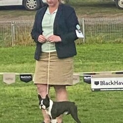 Pedigree Purebred (DogsNSW - ANKC) Boston Terrier Puppies/Boston Terrier//Younger Than Six Months,Boston Terrier Puppies Dogs Australia (DogsNSW) pedigree:Rubystud 2100067282Heath tested parents.2 x Females2 x MaleRubystud, is a breeder with a small in-house environment. Parents are shown in confirmation in NSW and QLD. Brought up with the family. Located Tamworth NSW.Ready to go April 2023Pup comes with:Health guaranteeMicrochip6 weeks free pet insuranceVet checked and approved prior to leavingHealth certificateDeworming x3Age appropriate vaccinationsDogs Australia (DogsNSW) Registration- limited pet homeLarge puppy pack (free bag of dog food and bowls and toys, worming tablets, treats etc) and information folderCrate/Pen trainedSocialized with kidsSocialized with dogsEarly toilet training with grass patch.Registered member with DogsNSWMember no. 2100067292BIN: B000614314Website: https://rubystud.com.au/Prefix : RubystudAmy Sheridan******0124 REVEAL_DETAILS 