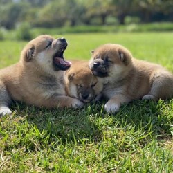 Adopt a dog:Purebred Shiba Inu last female/Shiba Inu//Younger Than Six Months,991003002090659 femaleWe are delighted to offer last male purebred red male shiba inu puppies born on the 25 December Our puppies are born and raised in a stable and social environment with lots of love and cuddles. Our dogs have no genetic problems and puppies come wormed at 2,4,6,8 weeks, immunised and microchipped. Our puppies are purebred. Bloodline import from Japan. They are well balanced with amazing temperaments and independent personalities.