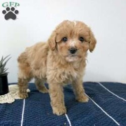 Anthony/Miniature Aussiedoodle									Puppy/Male	/8 Weeks,Here comes an adorable Miniature Aussiedoodle puppy who loves to play! This precious puppy is up to date on shots and dewormer and vet checked. Each puppy is well socialized and family raised. If you are searching for a loving puppy to add to your home contact the breeder today! 