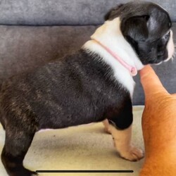 Pedigree Purebred (DogsNSW - ANKC) Boston Terrier Puppies/Boston Terrier//Younger Than Six Months,Boston Terrier Puppies Dogs Australia (DogsNSW) pedigree:Rubystud 2100067282Heath tested parents.2 x Females2 x MaleRubystud, is a breeder with a small in-house environment. Parents are shown in confirmation in NSW and QLD. Brought up with the family. Located Tamworth NSW.Ready to go April 2023Pup comes with:Health guaranteeMicrochip6 weeks free pet insuranceVet checked and approved prior to leavingHealth certificateDeworming x3Age appropriate vaccinationsDogs Australia (DogsNSW) Registration- limited pet homeLarge puppy pack (free bag of dog food and bowls and toys, worming tablets, treats etc) and information folderCrate/Pen trainedSocialized with kidsSocialized with dogsEarly toilet training with grass patch.Registered member with DogsNSWMember no. 2100067292BIN: B000614314Website: https://rubystud.com.au/Prefix : RubystudAmy Sheridan******0124 REVEAL_DETAILS 
