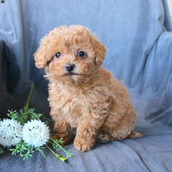 Monroe/Toy Poodle									Puppy/Male	/8 Weeks,Say hello to the cutest puppy you will ever meet! This precious puppy is up to date on shots and dewormer and vet checked! They are very playful, friendly, and happy puppies who love attention! If you are searching for a new best friend to brighten your home call about our puppies today! 