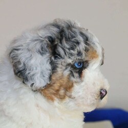 Mr Baloo/Toy Poodle									Puppy/Male	/7 Weeks,Meet Mr Baloo! He comes pre-spoiled and loved!  He is everything your looking for in a dog! What makes him unique is his rare color traits, blue merle parti with tri points and what really makes him special is his 2 blue eyes, which is exceptionally rare to see in a toy poodle! Baloo has an outstanding personality, always looking to have fun and interact with humans. I performed early neurological stimulation with this litter which has valuable benefits as a puppy grows up and is adjusting to new things! Both parents are purebred toy poodles, and are genetically health tested and in great health! I have started crate and potty litter pad training as well! He is UTD on vaccinations and dewormings and received a perfect health check exam from my vet at the age of 6wks old! I also include a 30 day health and 1 year genetic guarantee with the pup! Videos or FaceTime are available upon request. Shipping is available anywhere in the USA, visits are also welcome. Call or text for more details. 