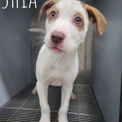 Adopt a dog:Shia/Mixed Breed/Male/Young,We expect he will be in the medium to large size range as adults..
.
.
IMPORTANT: For the most up to date information, as well as adoption policies and procedures, visiting hours, etc., please visit our website.

Cats - https://kittendivision.com/cats-adoptions
Dogs - https://kittendivision.com/dogs-adoptions

https://www.facebook.com/KittenDivisio