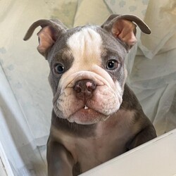 Adopt a dog:Last lilac & tan boy ready for his forever home/British bulldog/Male/3 months,Looking for his forever home is our beautiful boy, he’s 13 weeks old, used to everyday sounds and noises. Very playful and got a great personality will make the perfect addition to his new family