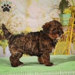 Harley/Havapoo									Puppy/Female	/9 Weeks,Say hello to this fluffy Havapoo puppy with gentle eyes and a smiling face! Each puppy is up to date on shots and dewormer and vet checked! The mother Dixie is a Havaneese and the father Biff is a Miniature Poodle making this cutie and F1 Havapoo! If you are looking for a loving pup to adopt you have come to the right place!