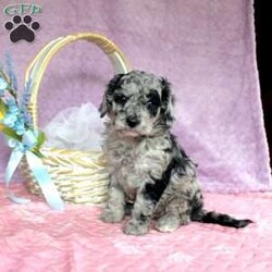 Minnie/Miniature Poodle									Puppy/Female	/6 Weeks,Meet Minnie and Embark DNA Tested Miniature Poodle with unlimited potential! This beautiful puppy has the perfect combination of personality and confirmation! Her grandsire was imported from Russia, and her great grandsire was a 5 time national champion! Minnie sports a gorgeous coat with perfect texture, excellent health, and an impressive pedigree featuring champions. She is up to date on shots and dewormer and will be vet checked prior to adoption. Minnie is a classy puppy who would be a wonderful companion, or an impressive addition to a top of the line breeding program. If you would like to learn more about Minnie contact us today!