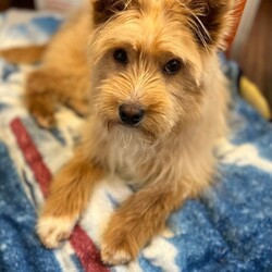 Adopt a dog:Benji /Norfolk Terrier/Male/Baby,Benji is about 8-12 month old gorgeous boy. He traveled to us from South Korea. He is currently about 12Lbs.  Siri's breed is guess Norfolk Terrier/Cairn Terrier. 

Benji is learning all about the good life in his foster home.  he loves his furry foster siblings and plays nicely. Benji sleeps through the night in his crate and has learnt very quickly to do his business outside. 

His leash walking is almost perfected. He loves people of all sizes and enjoys playing with his doggie toys. Benji's ideal home would be with a family who is home throughout the day, Benji would love a family to smother him with attention.