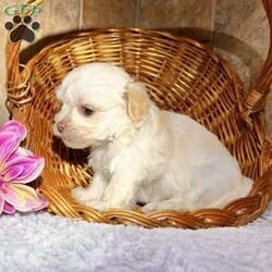 Emily/Havanese									Puppy/Female	/8 Weeks,Emily is a super cute little cream Akc registered havanese puppy! Family raised and well socialized! Up to date with all shots and dewormings! Comes with a health guarantee! Delivery available! Contact us today to get your new family member!