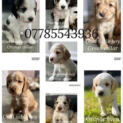 Adopt a dog:GORGEOUS KC REG SHOW COCKER SPANIEL PUPPIES/English cocker spaniels/Mixed Litter/5 weeks,Our beautiful girl Lottie has delivered a gorgeous litter of 7 show type cocker spaniel puppies on the 12th March, we have a lovely mixed litter consisting of 4 handsome boys(1 reserved)and 3 pretty girls(2reserved). Lottie is a much loved part of the family and is cheeky in nature, she’s loving and happy with a huge personality. She has received much care and attention throughout her pregnancy and has had her relevant vet checks and vaccines. She is up to date with all flea and worm treatments and yearly boosters. Sire is Rocky (Trentdale sable superb), he is a lovely natured, happy and healthy dog who has been extensively health tested (listed below) which will guarantee these gorgeous babies will never develop any of these inherited diseases. Puppies are being raised within the family home so will be used to the busyness of home life. Pups will be ready to leave for their new forever homes from 9th may and new families will receive weekly updates on progress and development until that time. They are being weaned on a high quality food (Eukanuba puppy kibble) and will receive a full vet check, 1st vaccinations and microchip before leaving to join their new families. They are being wormed accordingly at 2 4 6 and 8 weeks of age with Drontal oral suspension. Puppies are already Kennel Club registered and will leave with 5 weeks free insurance along with all relevant paperwork, new puppy pack containing food, toys, treats, comfort blanket with mums scent and an information sheet. If you are interested in welcoming one of these puppies into your family then please call to arrange a viewing. A non refundable £250 deposit is required to secure your pup of choice.
Sires Health tests
Degenerative myelopathy(DM)-CLEAR
Phosphofructokinase deficiency(PHKD)-CLEAR
Familial nephropathy(FN)-CLEAR
Progressive retinal atrophy(PRA) progressive rod-cone degeneration(PRCD)- CLEAR
Exercise induced collapse(EIC)-CLEAR
Acral mutilation syndrome- CLEAR