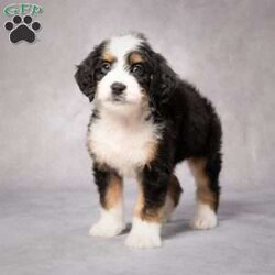 Fable/Mini Bernedoodle									Puppy/Female	/7 Weeks,AKC registered / Genetically tested Parents – Happy and healthy – Mini Bernedoodle – Up to date on and deworming – Microchipped – 6 month health/1 year genetic guarantees(1yr/2yr if you remain on recommended food)- Full vet examination Call/text/email to schedule a time to come out and visit. We can ship to you, or can meet you at our airport. We can also meet in between if a reasonable distance.