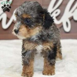 Luna/Toy Poodle									Puppy/Female	/7 Weeks,Very hard to find this size, color and akc!!! Merle tri phantom color toy female!!