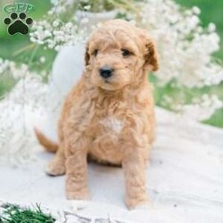 Serenity/Mini Goldendoodle									Puppy/Female	/6 Weeks,Say hello to this adorable F1b Mini Goldendoodle! This precious puppy is up to date on shots and dewormer and vet checked. If you are looking for a puppy who is family raised and well socialized with children this is the puppy for you! To learn more contact Chris & Mary Ann today! 