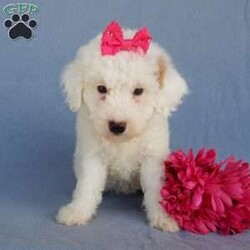 Ellie (F1b)/Mini Goldendoodle									Puppy/Female	/8 Weeks,Prepare to fall in love!!! My name is Ellie and I’m the sweetest little F1b mini goldendoodle looking for my furever home! One look into my warm, loving eyes and at my silky soft coat and I’ll be sure to have captured your heart already!  I’m very happy, playful and very kid friendly and I would love to fill your home with all my puppy love!! I am full of personality, and I give amazing puppy kisses! I stand out with my beautiful rare white colored coat!!…  I will come to you vet checked and  up to date on all vaccinations and dewormings . I come with a 1 year guarantee with the option of extending it to a 3 year guarantee and  shipping is available! My mother is our precious Willow, a 26# mini goldendoodle with a heart of gold and my father is Atlas, our 16# red abstract mini poodle  and he has been genetically tested clear!! Both of the parents are on the premises and available to meet!   I will grow to approx  15-20# and I will be hypoallergenic and nonshedding! !!… Why wait when you know I’m the one for you? Call or text Martha to schedule a visit or to make me the newest addition to your family and get ready to spend a lifetime of tail wagging fun!   (7% sales tax on in home pickups) 