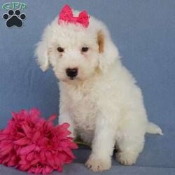 Ellie (F1b)/Mini Goldendoodle									Puppy/Female	/8 Weeks,Prepare to fall in love!!! My name is Ellie and I’m the sweetest little F1b mini goldendoodle looking for my furever home! One look into my warm, loving eyes and at my silky soft coat and I’ll be sure to have captured your heart already!  I’m very happy, playful and very kid friendly and I would love to fill your home with all my puppy love!! I am full of personality, and I give amazing puppy kisses! I stand out with my beautiful rare white colored coat!!…  I will come to you vet checked and  up to date on all vaccinations and dewormings . I come with a 1 year guarantee with the option of extending it to a 3 year guarantee and  shipping is available! My mother is our precious Willow, a 26# mini goldendoodle with a heart of gold and my father is Atlas, our 16# red abstract mini poodle  and he has been genetically tested clear!! Both of the parents are on the premises and available to meet!   I will grow to approx  15-20# and I will be hypoallergenic and nonshedding! !!… Why wait when you know I’m the one for you? Call or text Martha to schedule a visit or to make me the newest addition to your family and get ready to spend a lifetime of tail wagging fun!   (7% sales tax on in home pickups) 